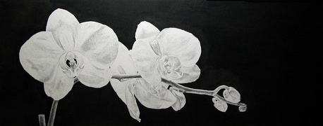 "White Orchid" (A Study in Back Lighting) Ink (pen & brush) 7"x18" Image Size